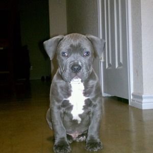 Meet your Posher, Stanley